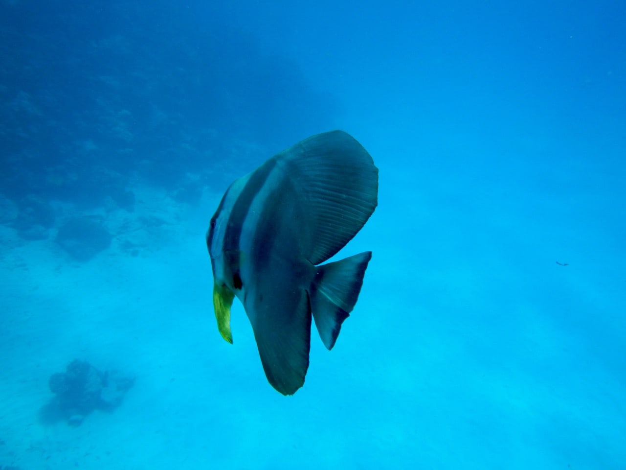 a hard-to-spot bignose unicornfish ( naso vlamingii) in the