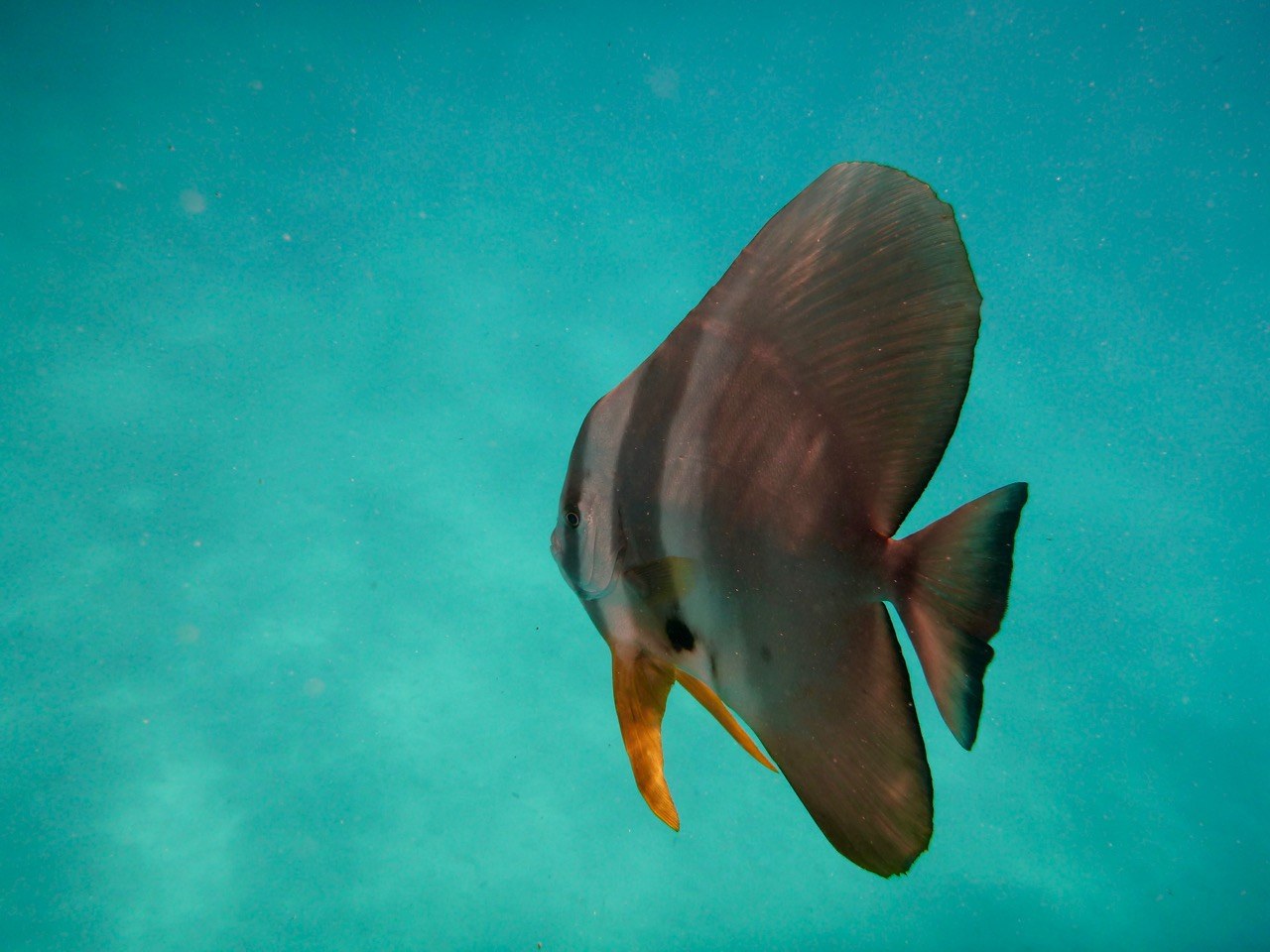 inside reef, laamu atoll