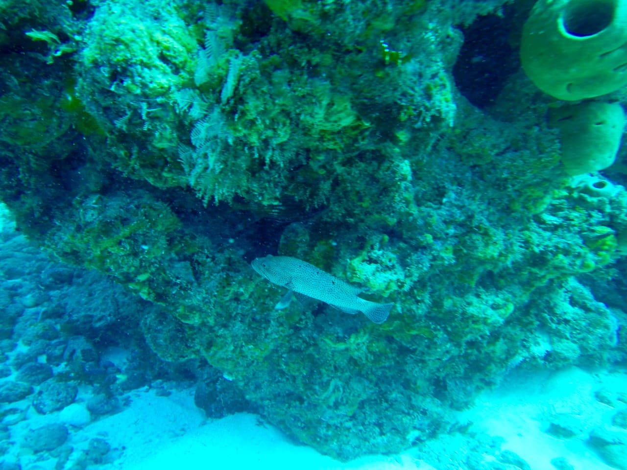 divelog·blue dives: Punta Negra, Cancún