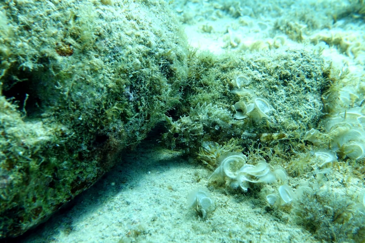 a master of camouflage: the small red scorpionfish