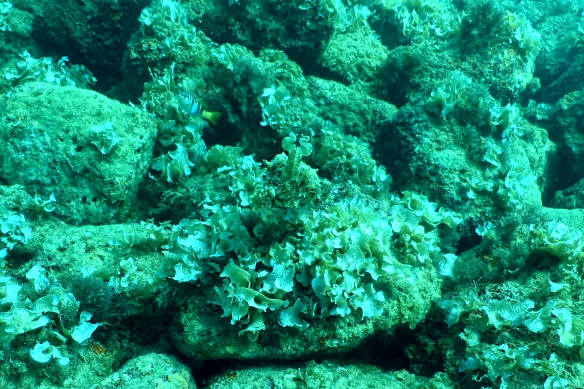 divelog·blue dives St Elmo's Bay