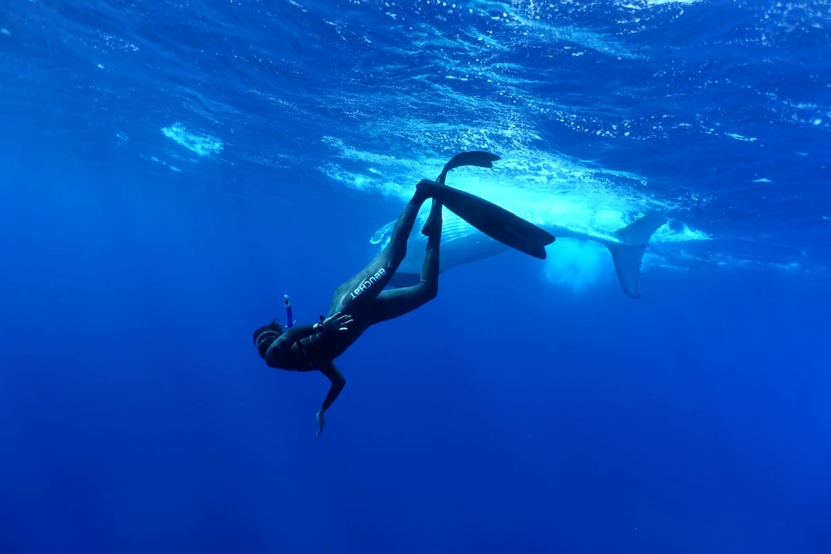 divelog·blue dives: vavau island group