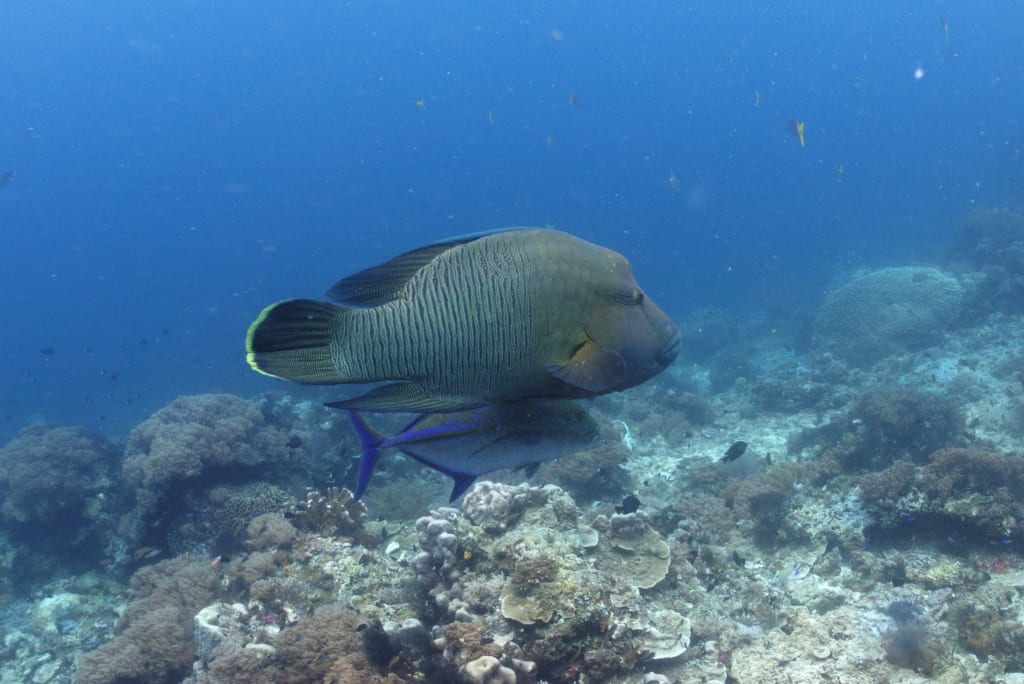 divelog·blue dives: Magic Mountain, Raja Ampat