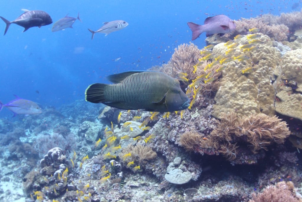 divelog·blue dives: Misool House Reef, Raja Ampat