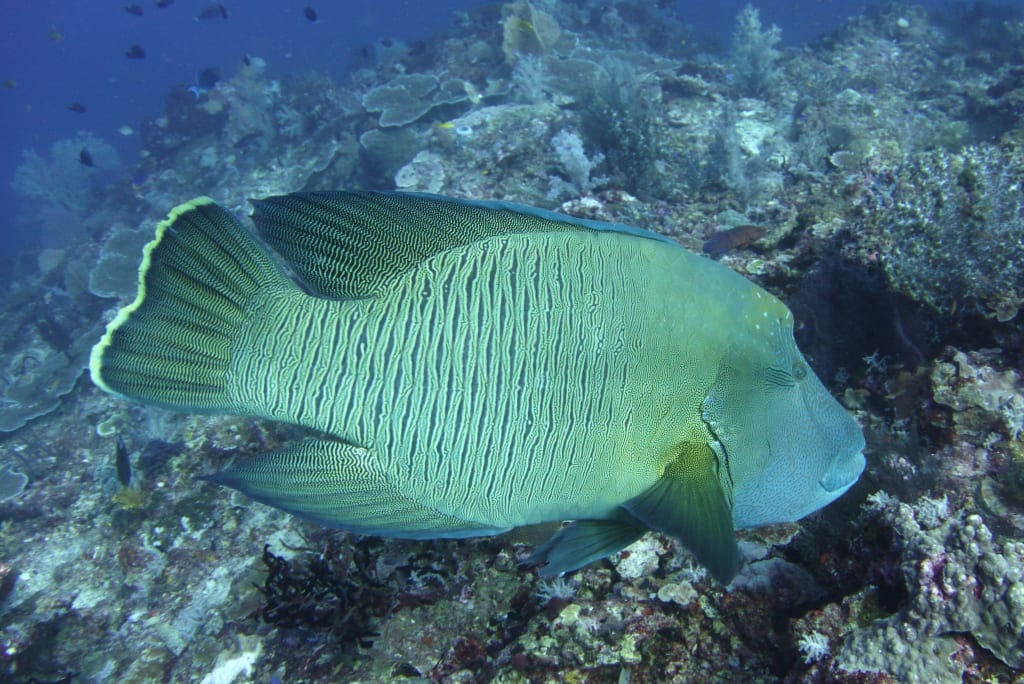 a giant moray eel ( gymnothorax javanicus) being cleaned by a