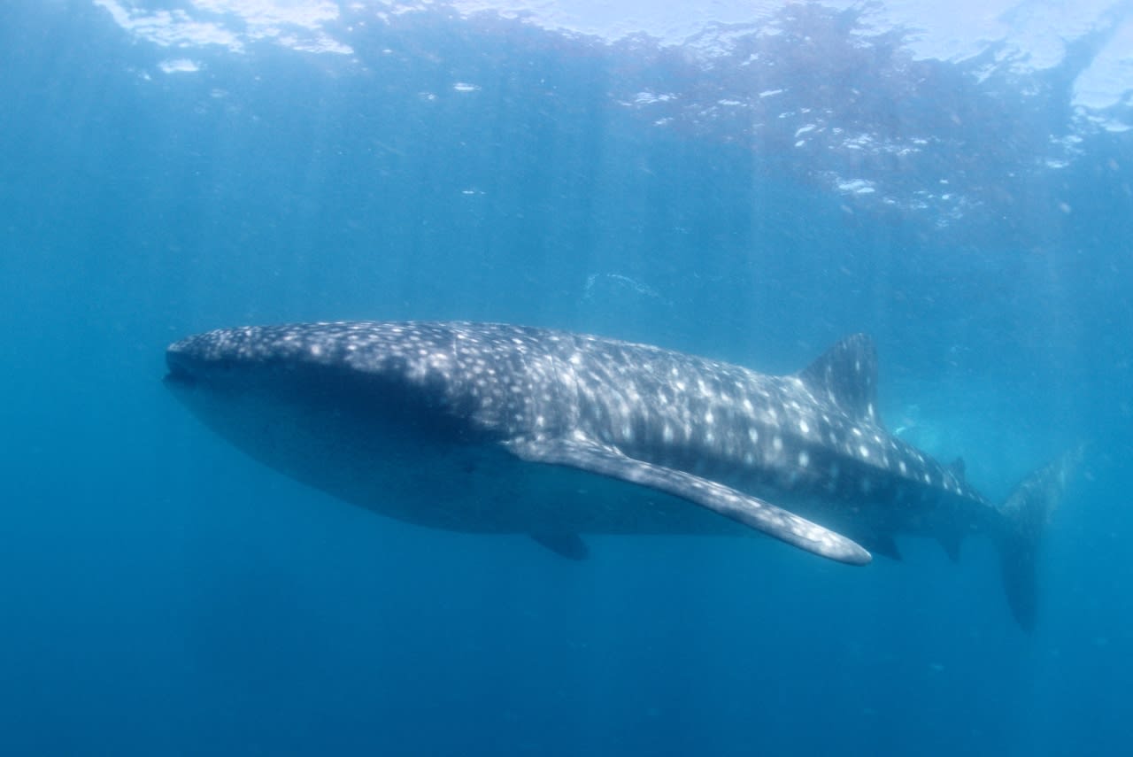 a whale shark   rhincodon typus  spotted during our surface