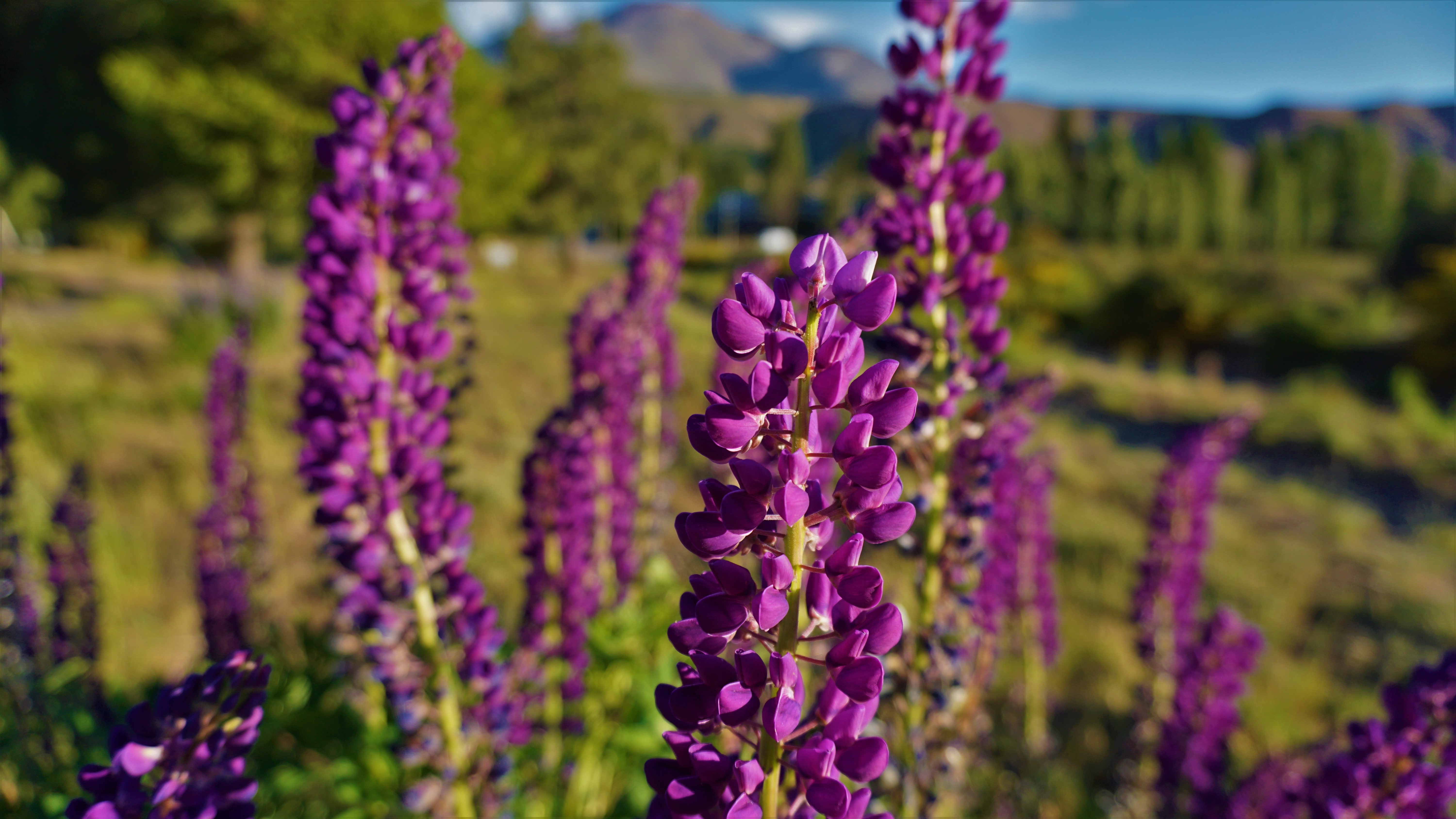 A close-up of flowering chocho plants.