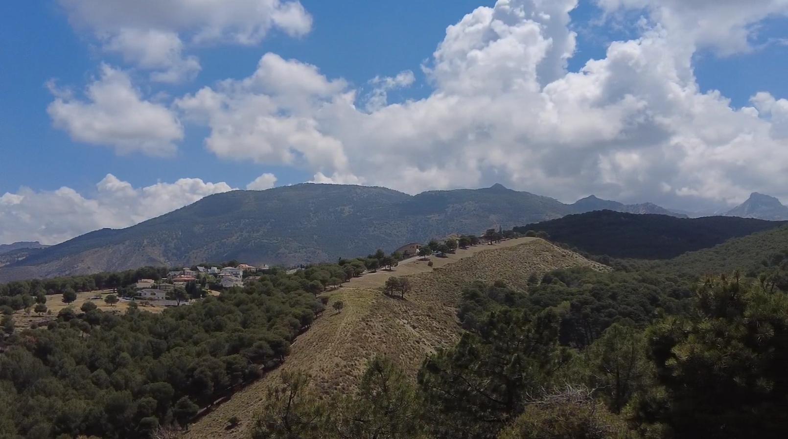Forests of the Cumbres Verdes