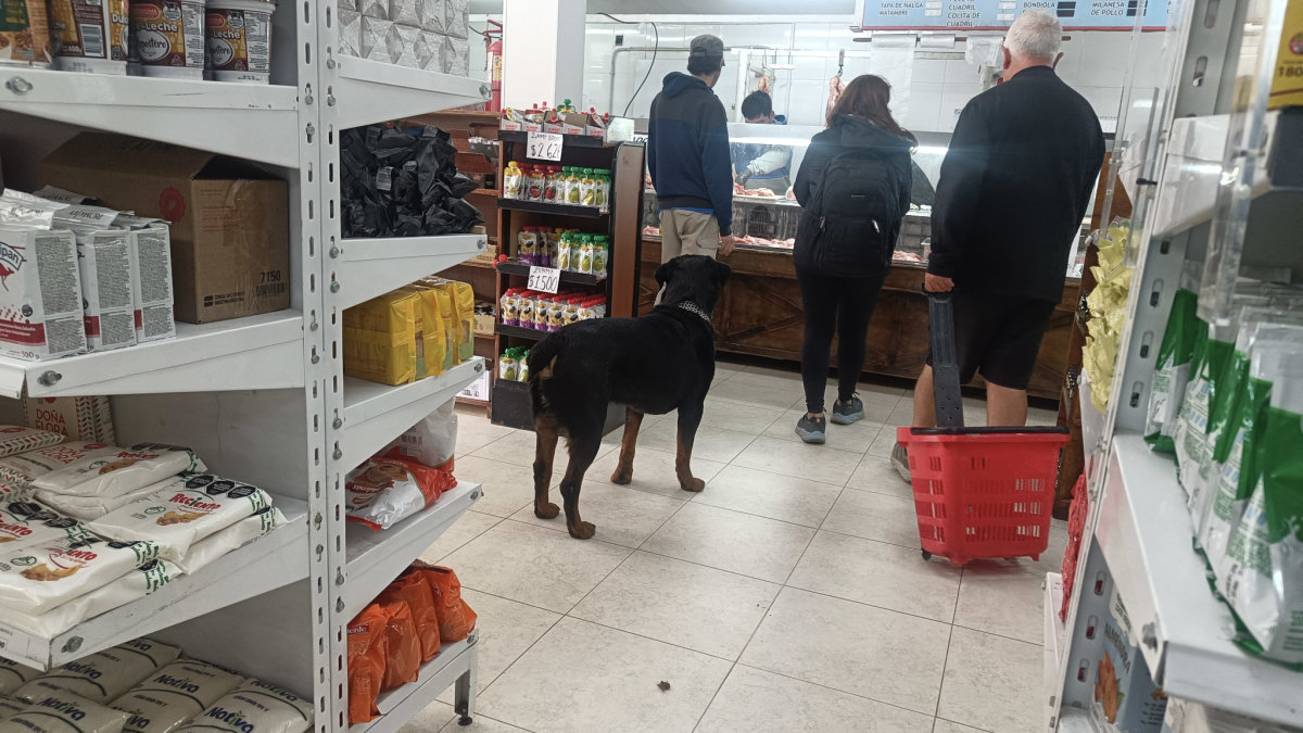 Dog queuing at the meat counter