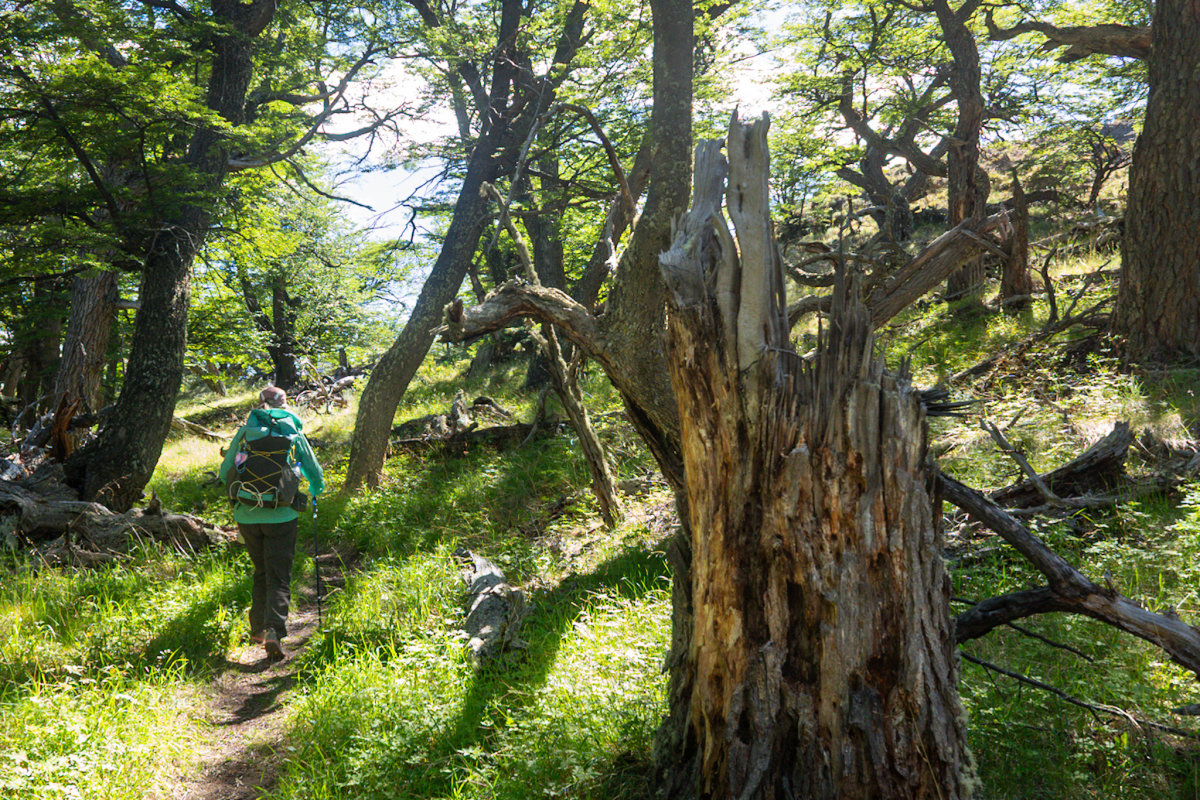 Trail through the chaotic forest