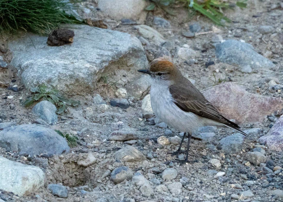 White-browed Ground Tyrant
