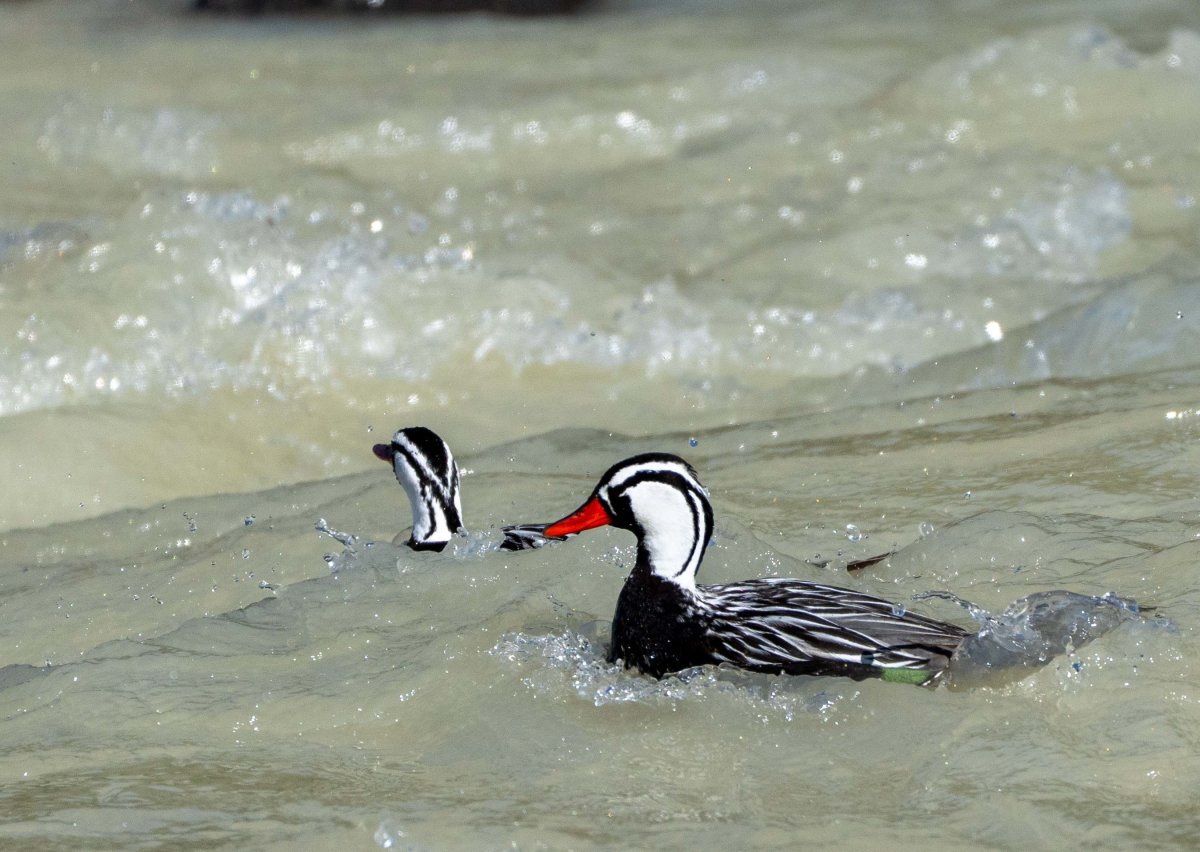 Male Torrent Duck in Rio Fitzroy