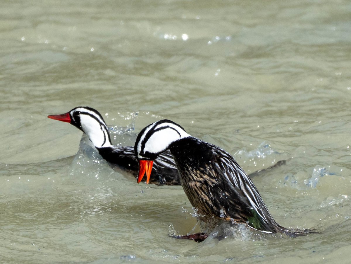 Male Torrent Duck in Rio Fitzroy
