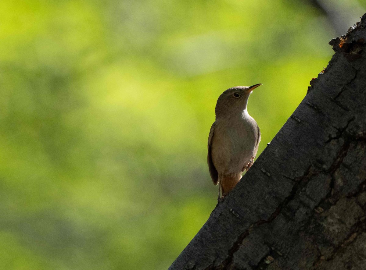 House Wren