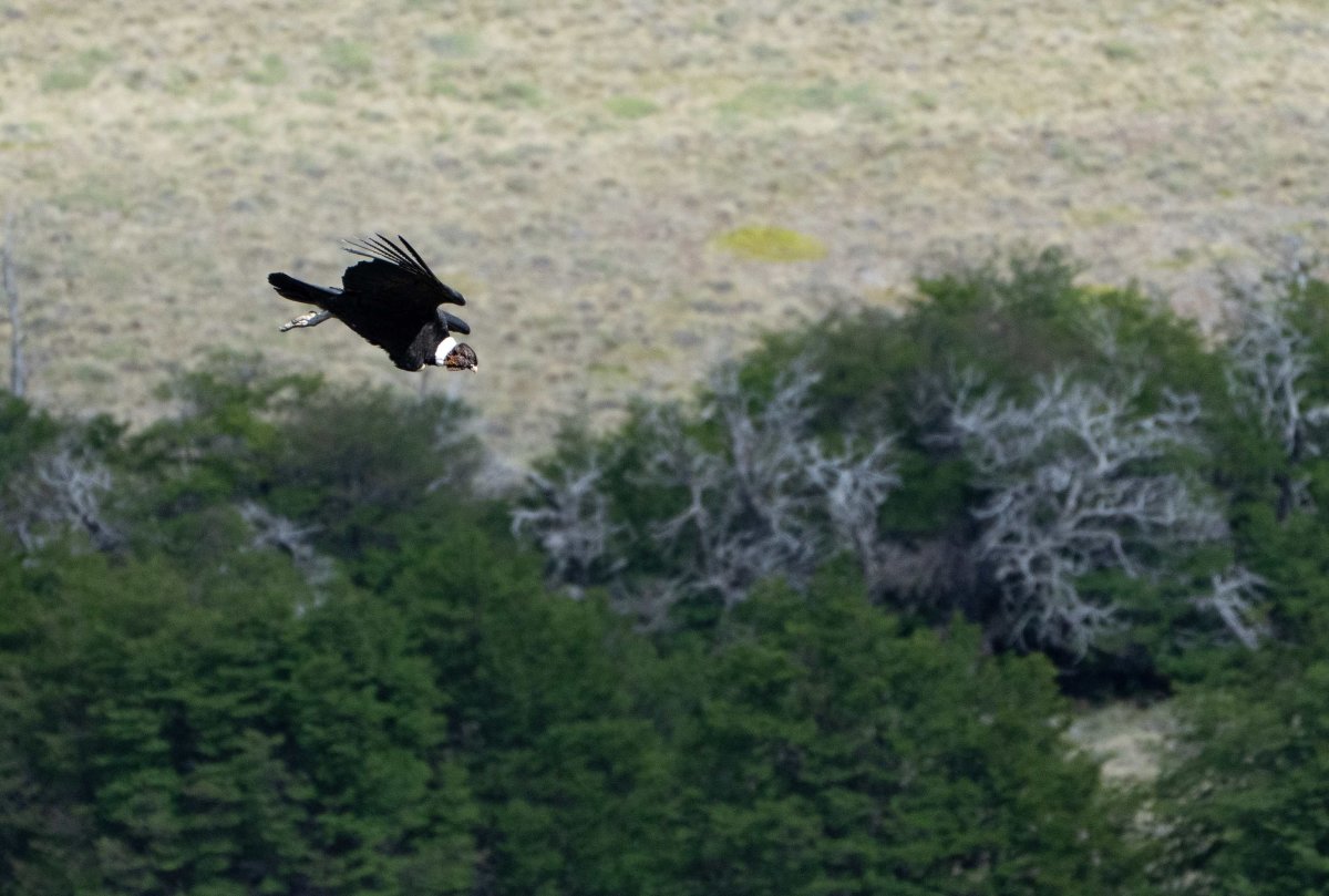 Andean Condor coming into land