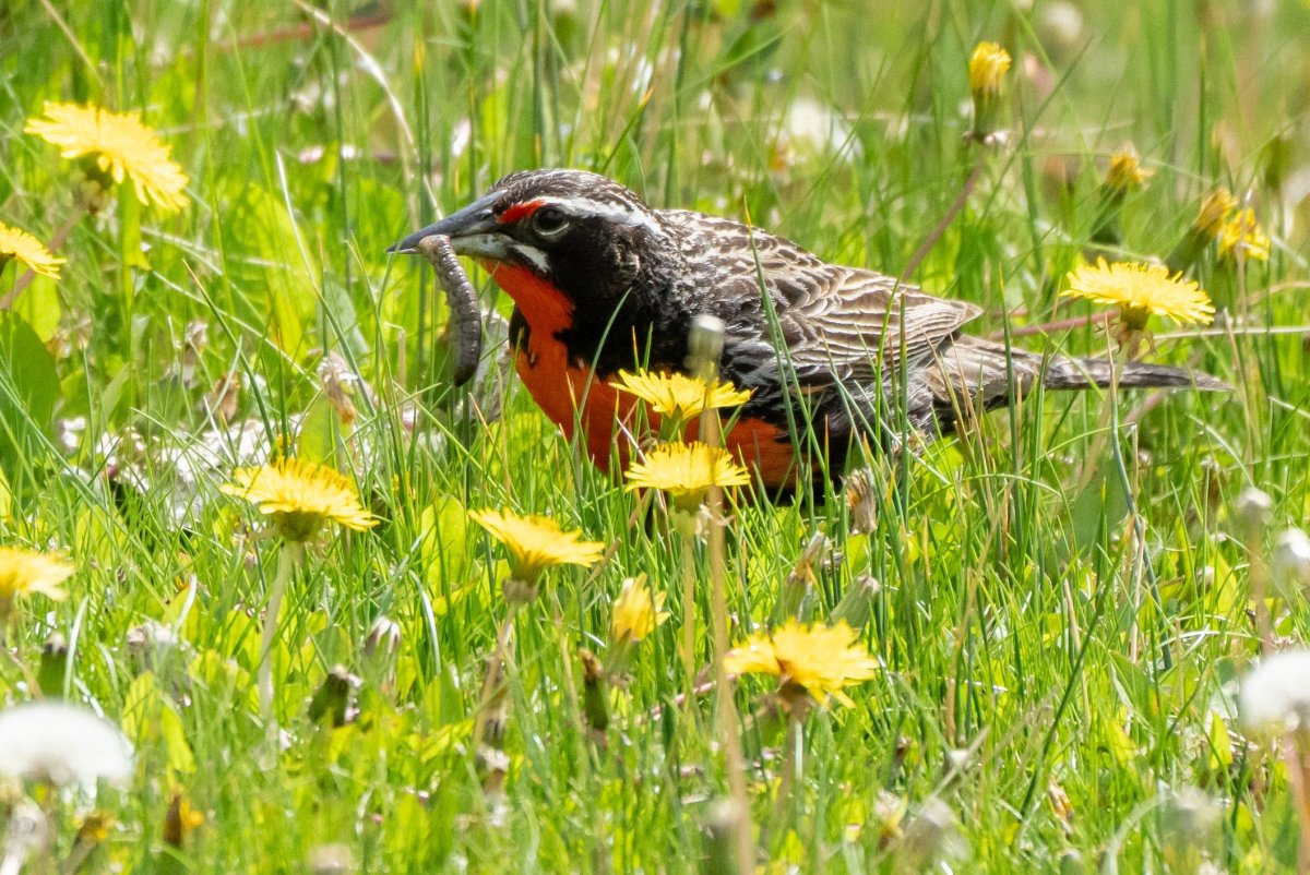 Long-tailed Meadowlark with grub