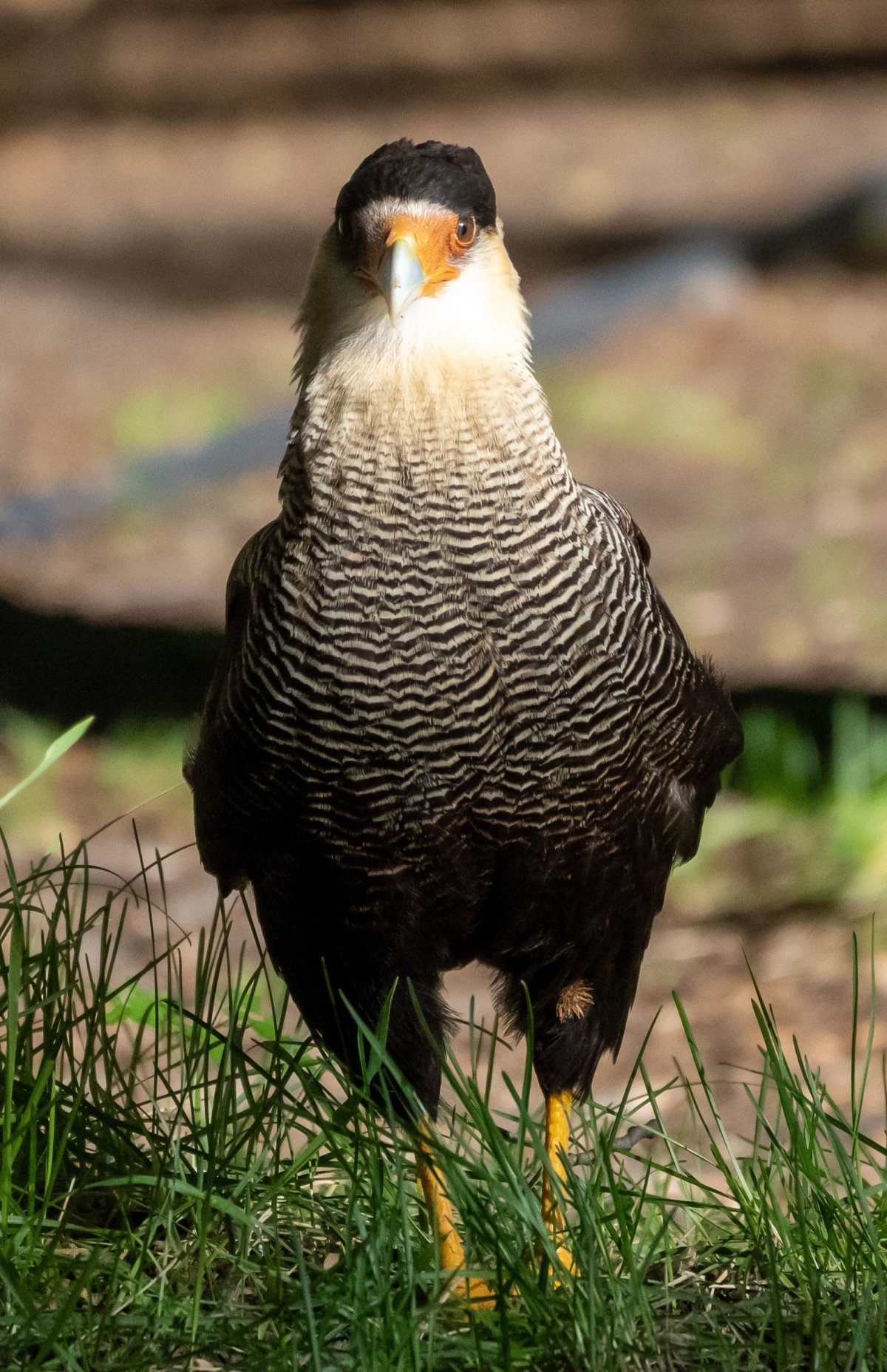 Crested Caracara