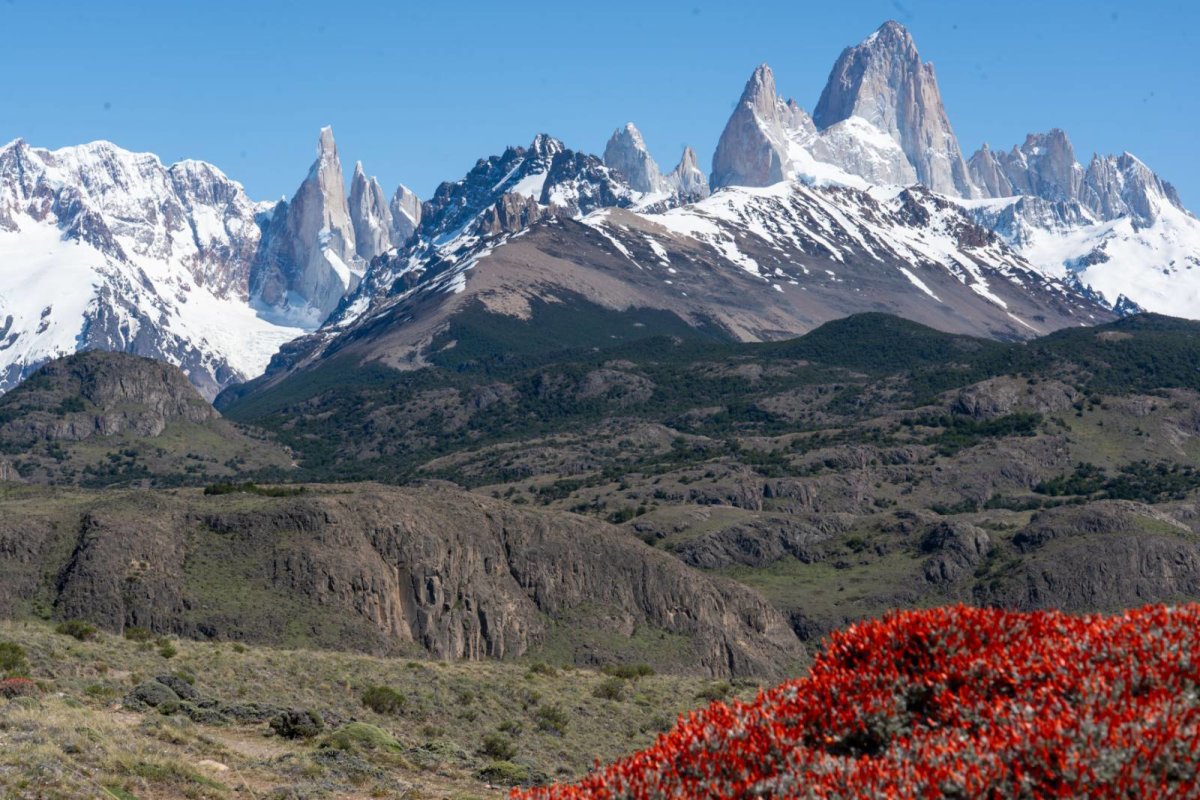 The Cerro Torre and Fitzroy range. And a bright red firebush