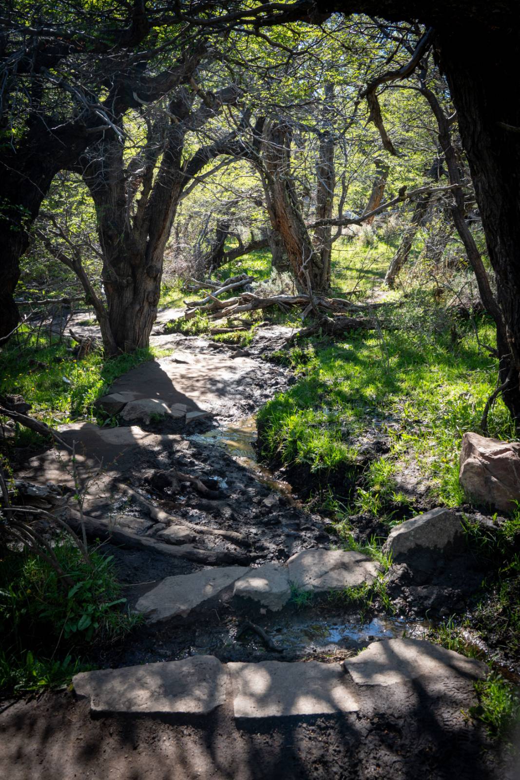 Path through the trees
