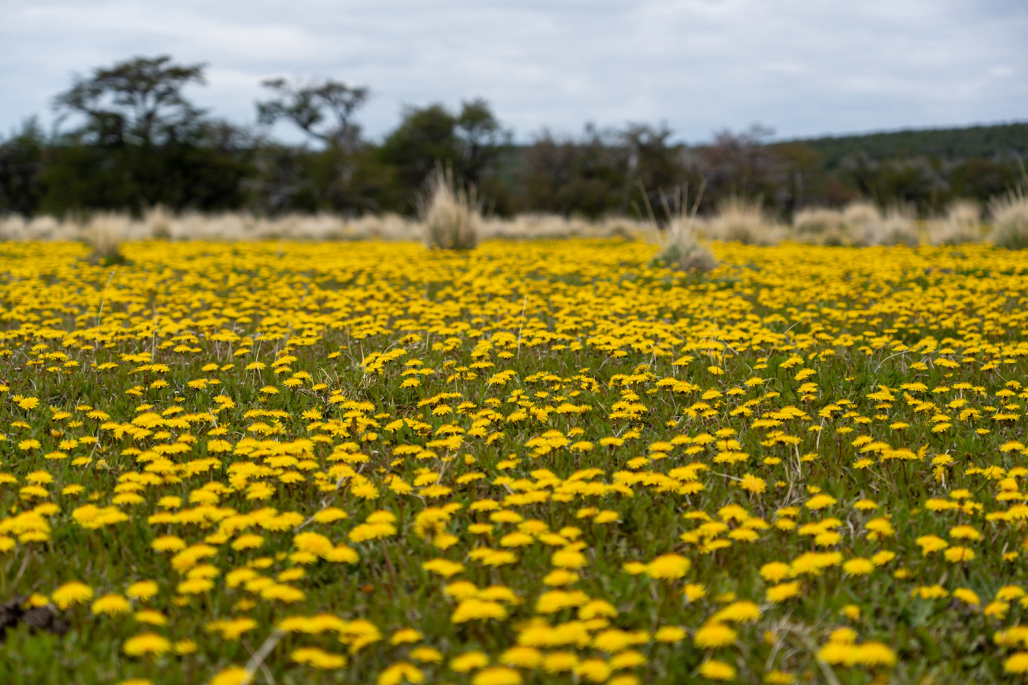 Fields of Dandelions