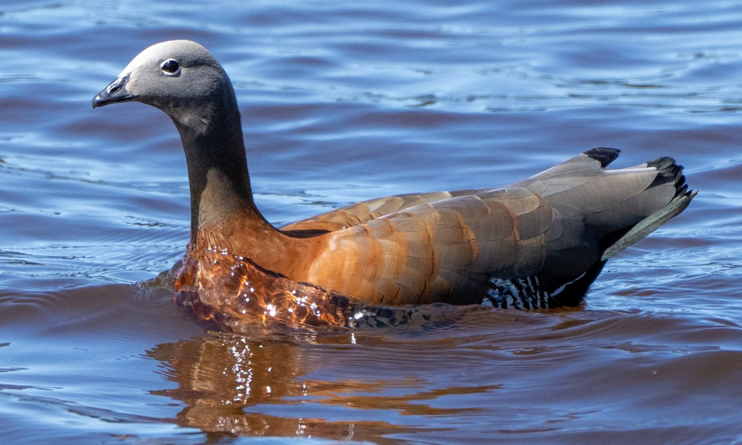 Feathered Findings November 2nd