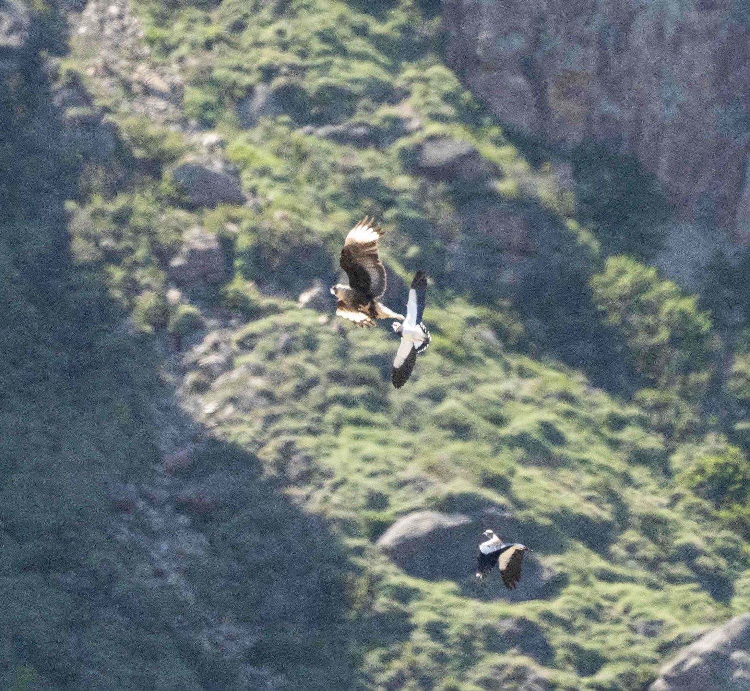 Feathered Findings November 6th