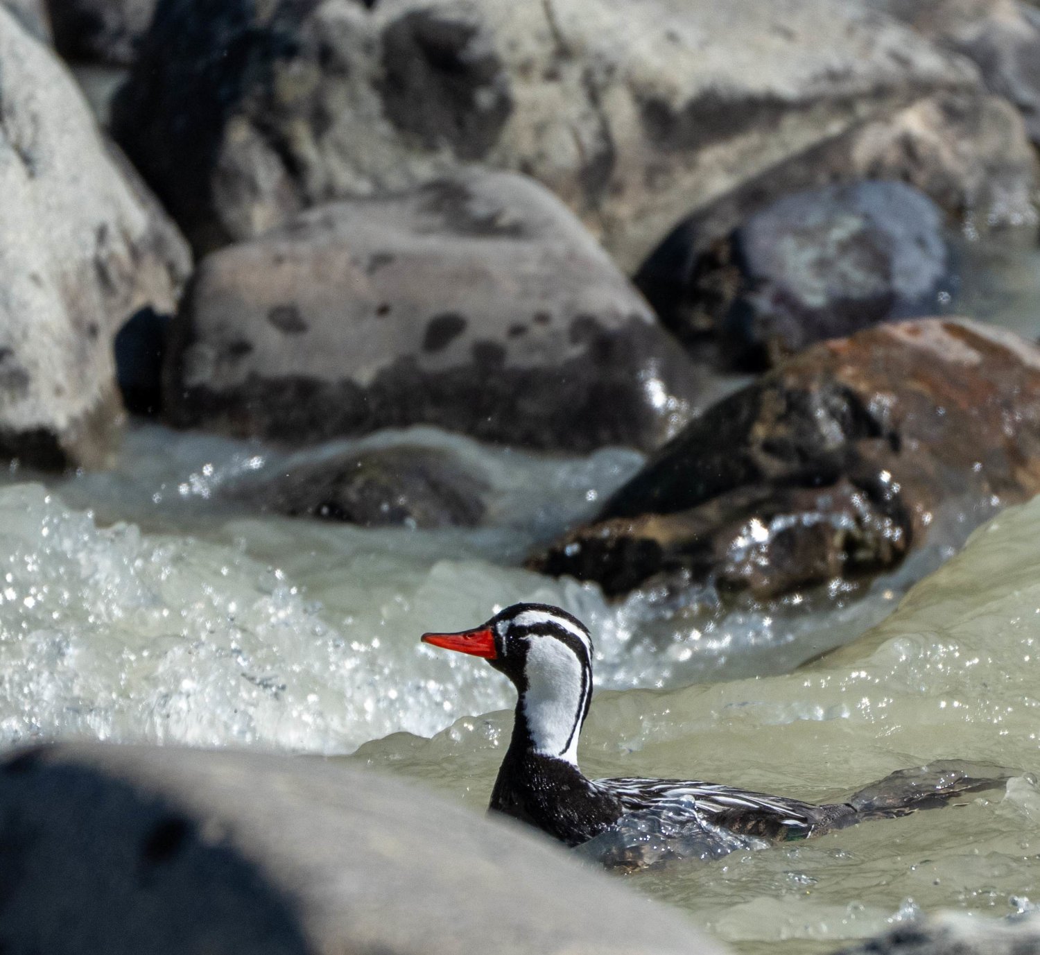 Male Torrent Duck in Rio Fitzroy