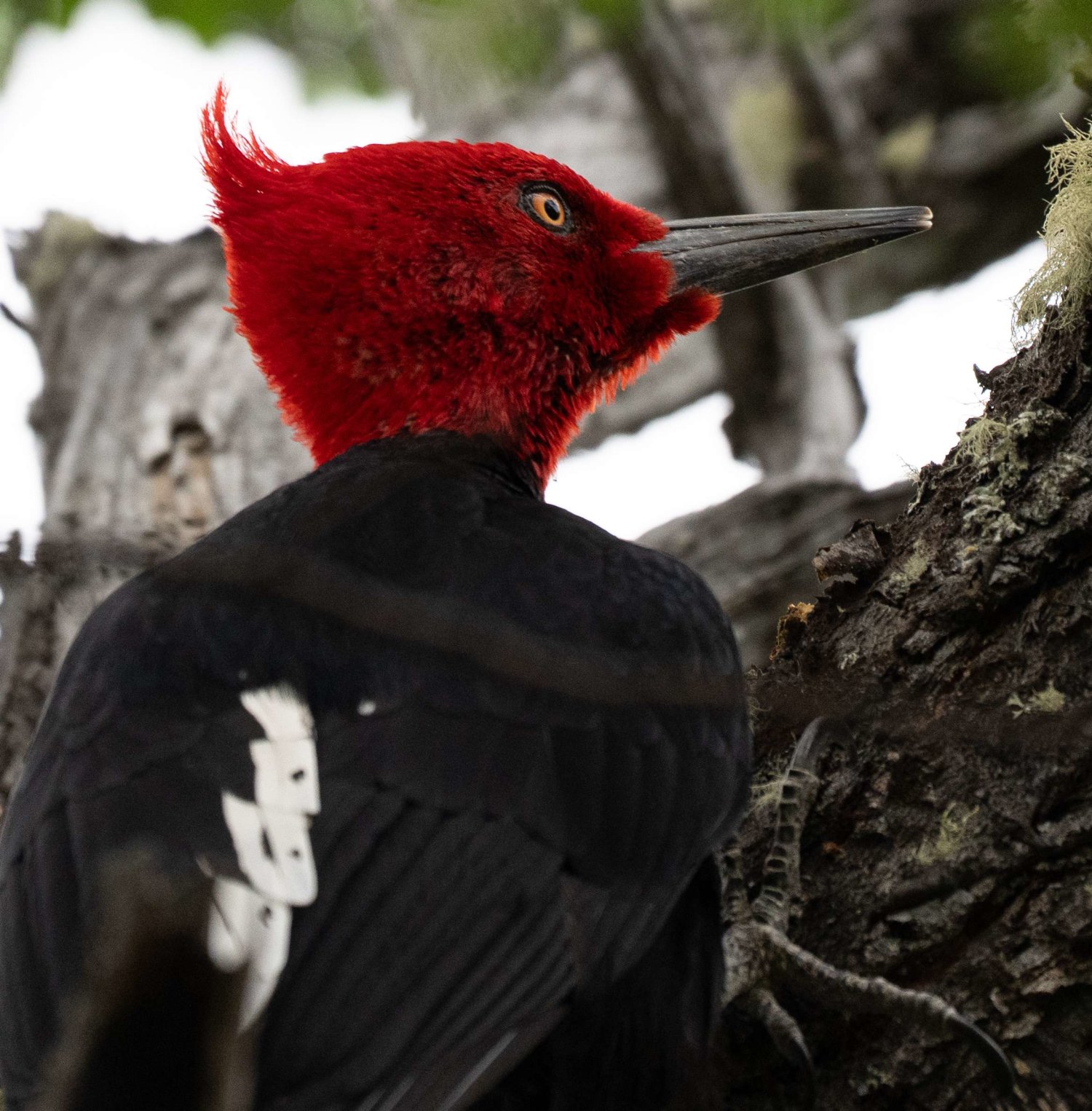Magellanic Woodpecker male