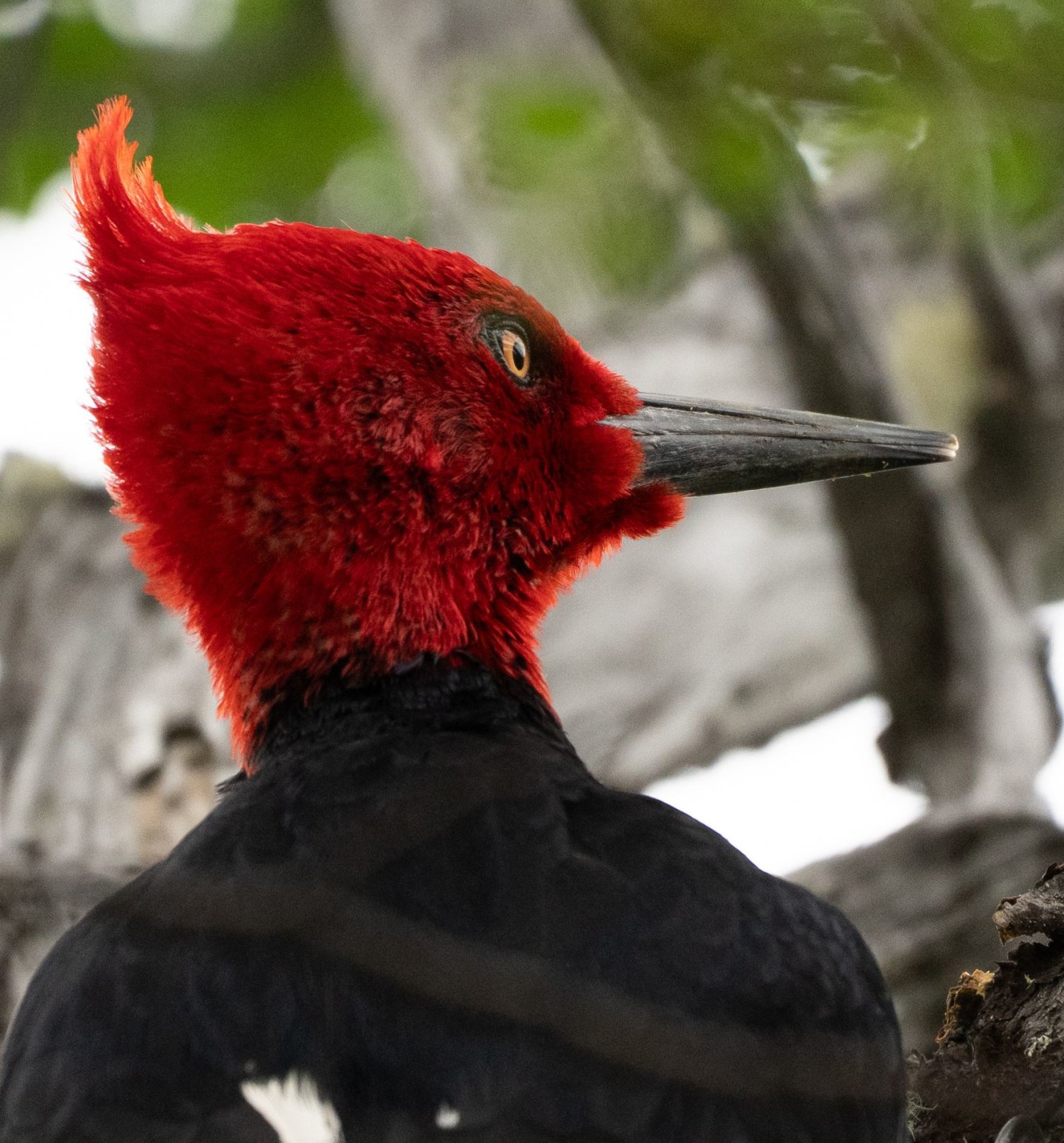Magellanic Woodpecker male