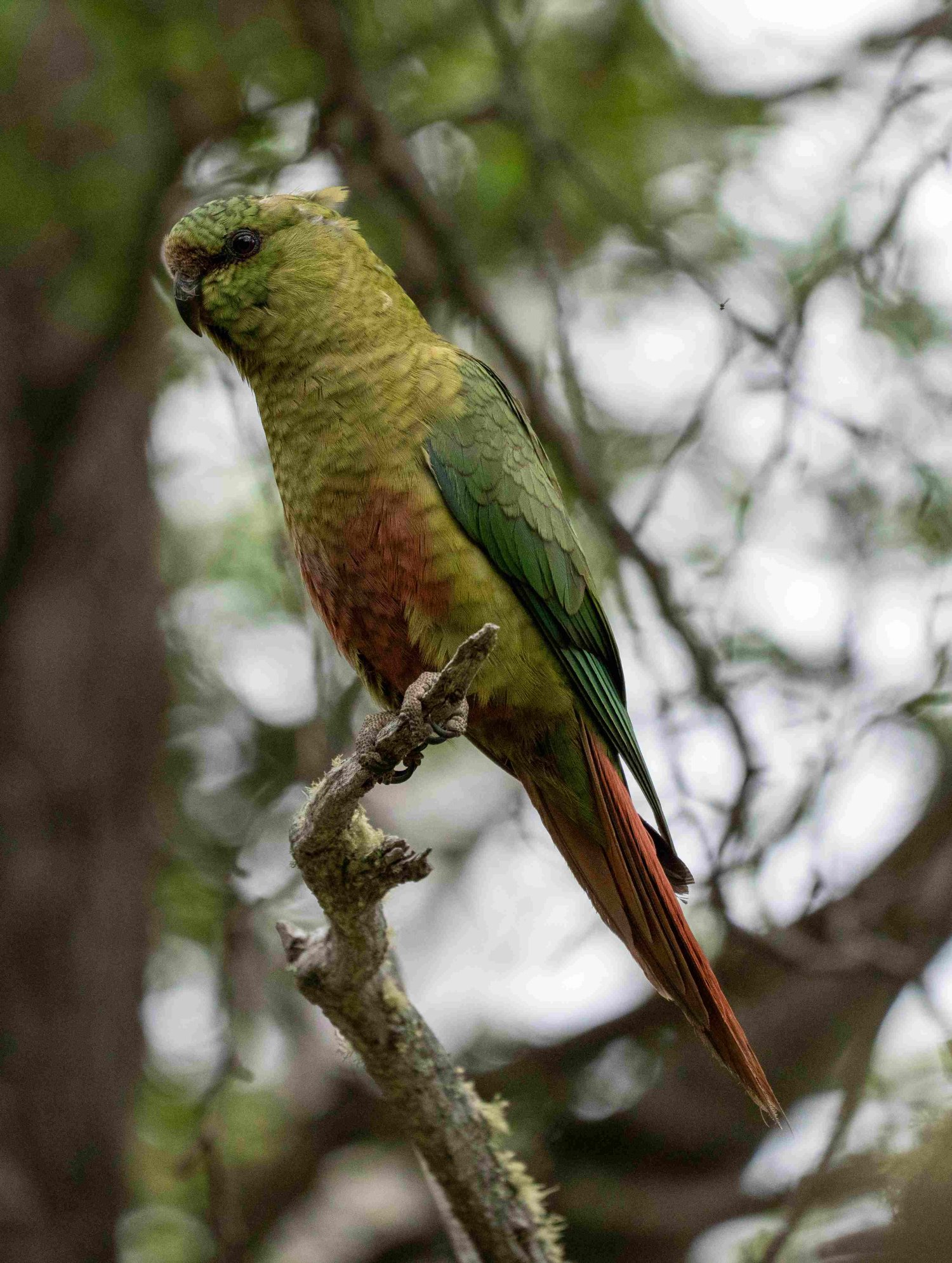 Austral Parakeet