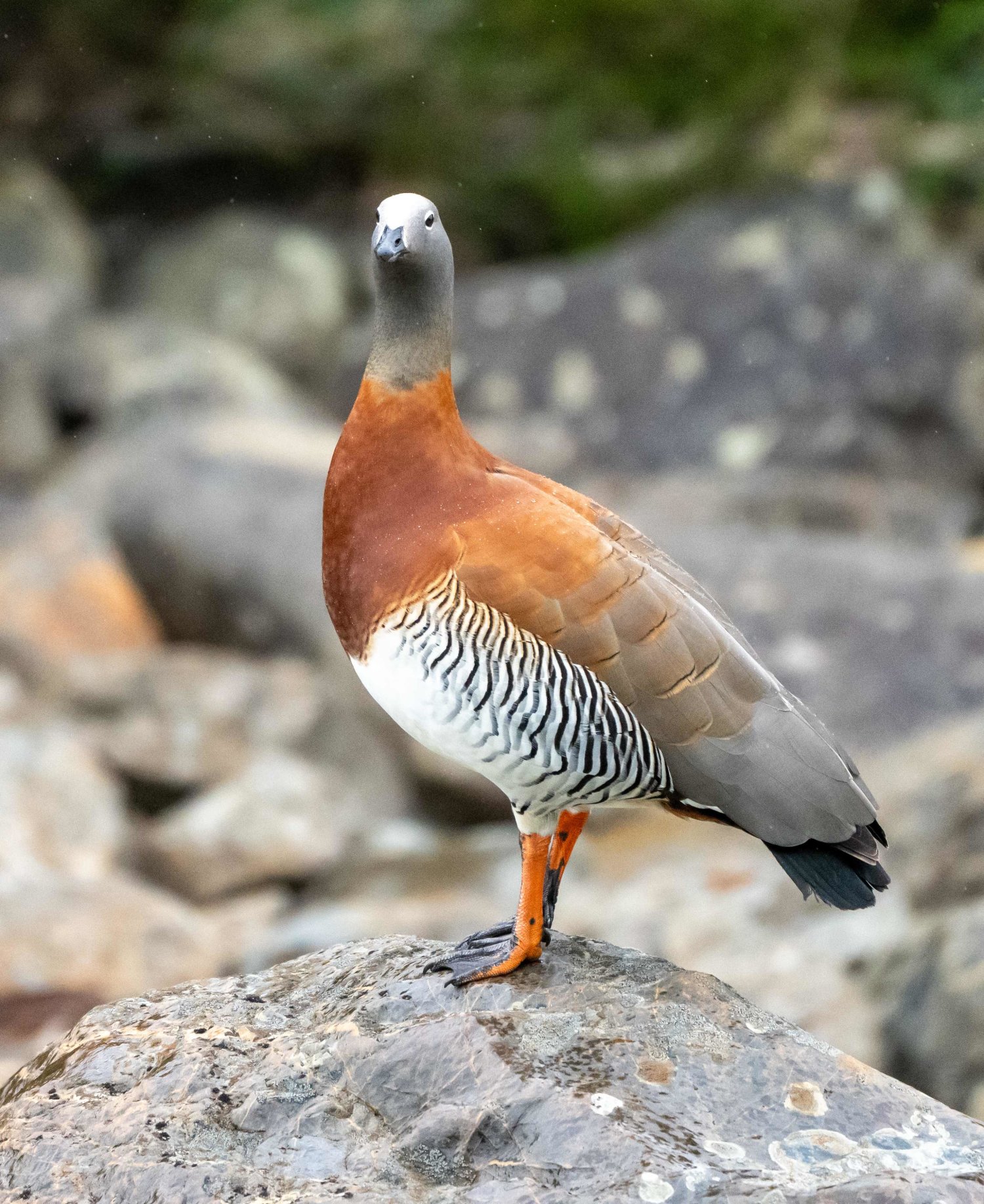 Ashy-headed Goose