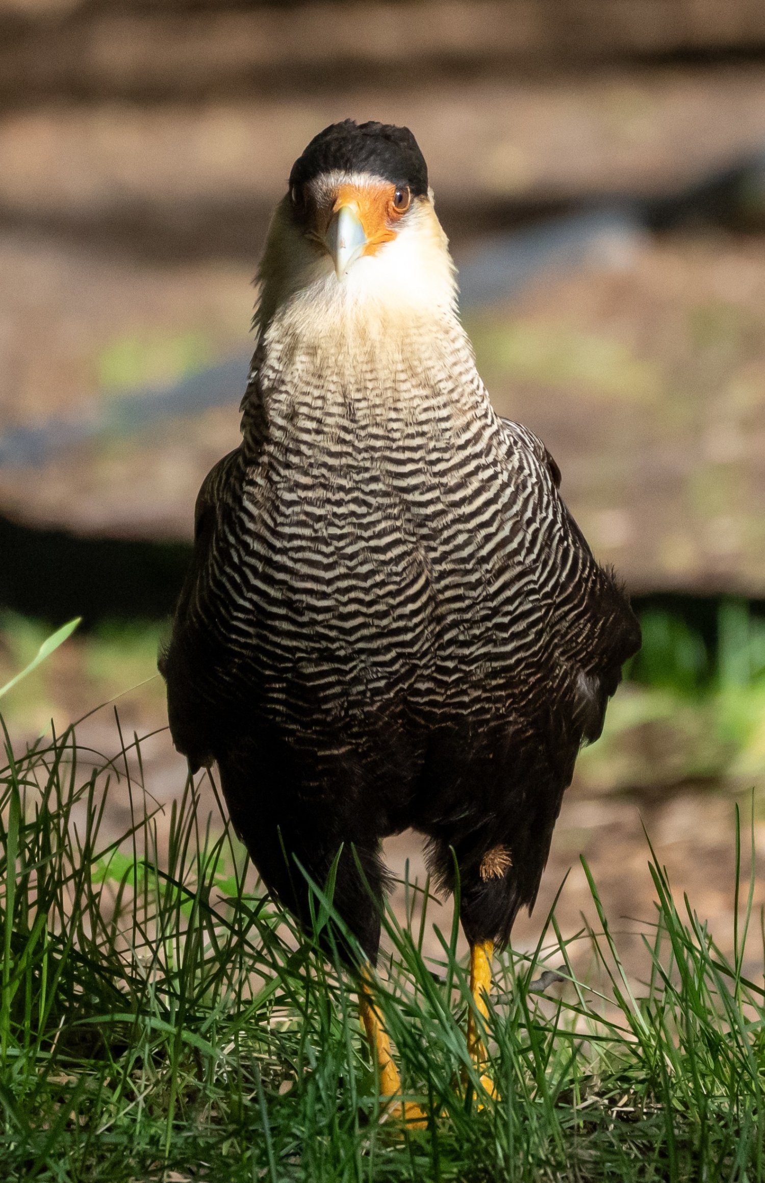 Crested Caracara