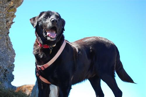 Rocky the Labrador. First dog, faithful friend, never forgotten