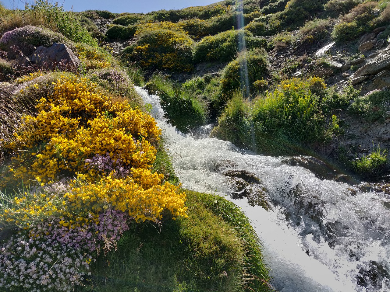 The Mountain Stream