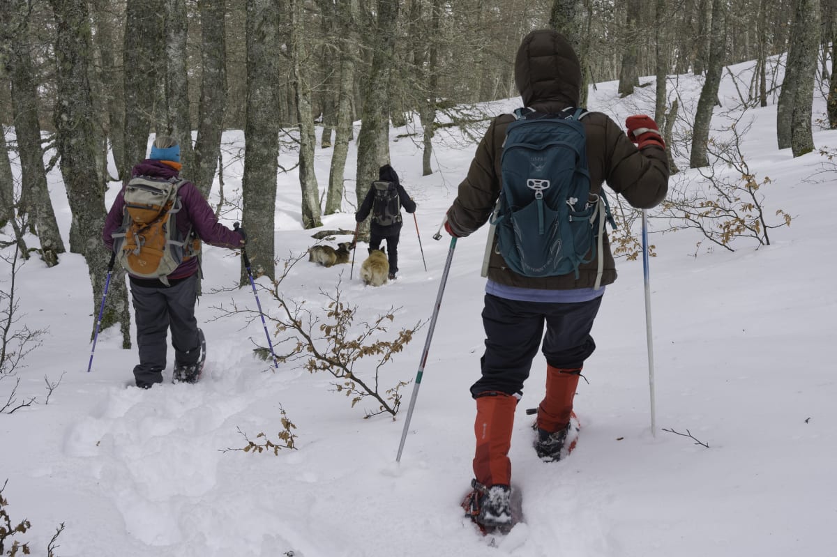 Descent through the powder