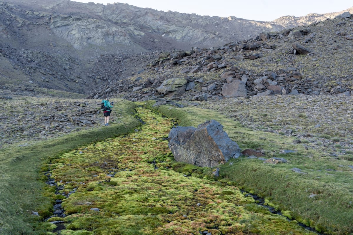 An incredible moss covered stream