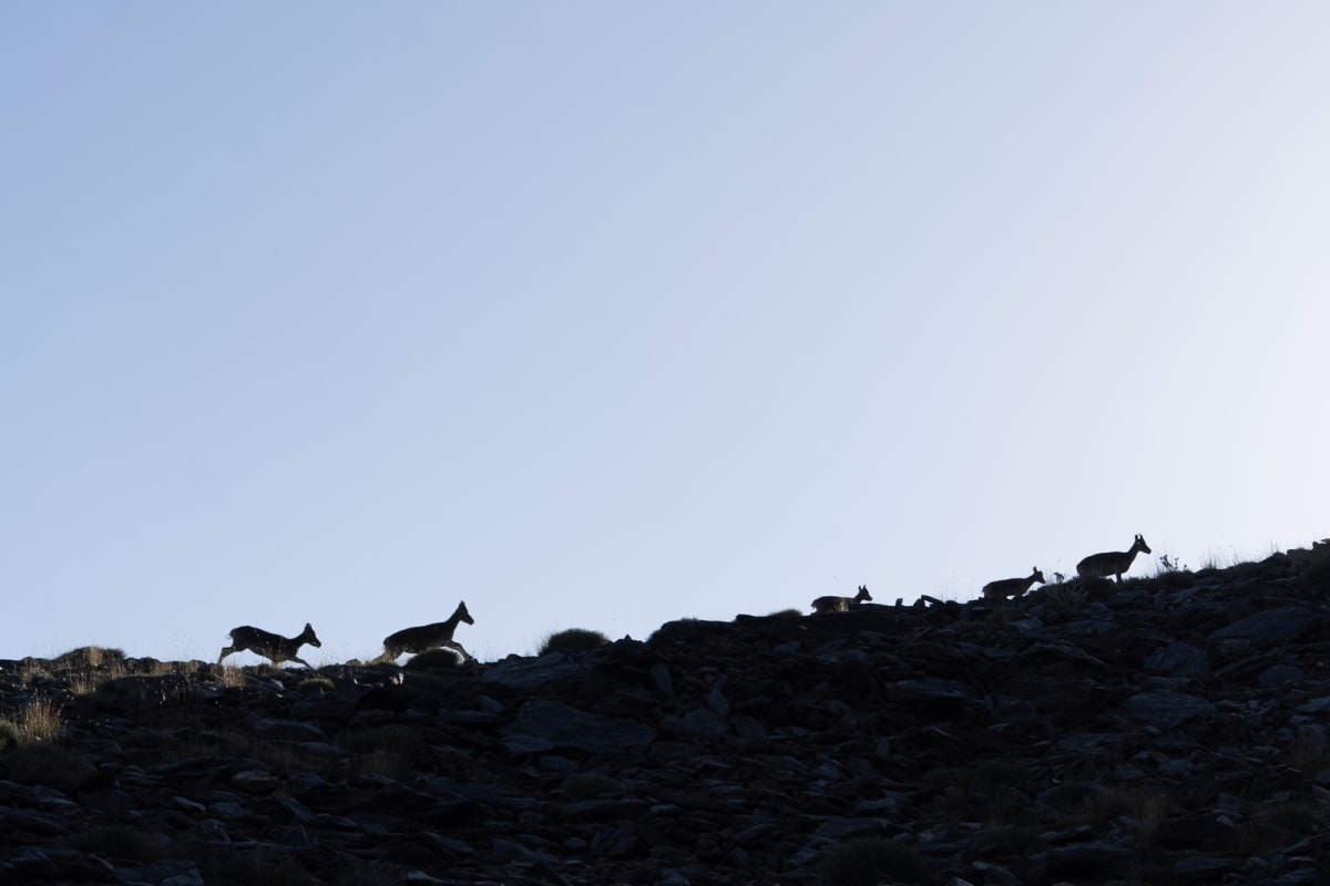 Spanish Ibex (Cabra Montes) running across our path
