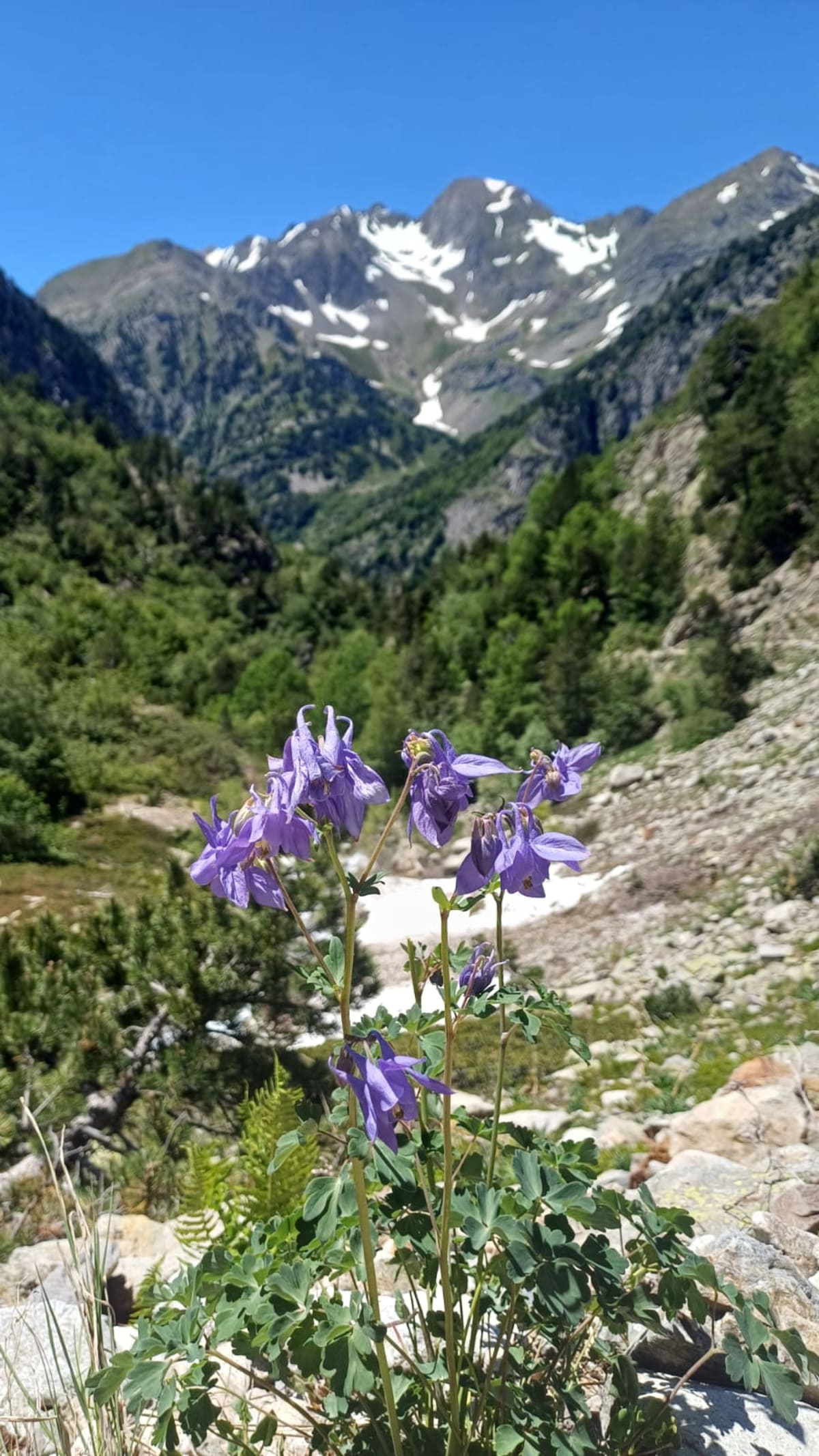 Alpine flowers on the trail down