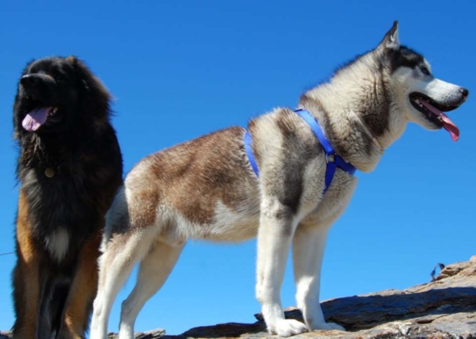Khumbu and Bruno