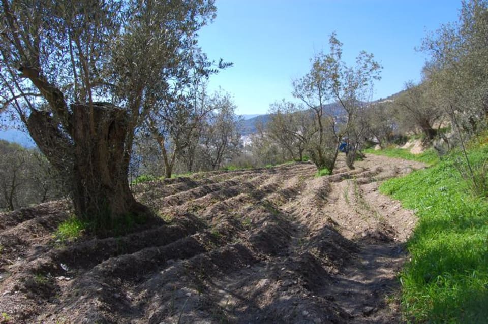 The new terrace for planting