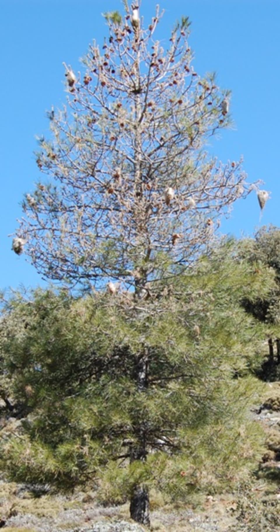 A nearly dead pine tree with many pine processionary caterpillar nests