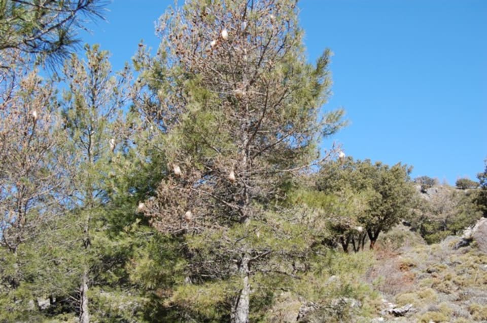 Pine processionary caterpillar nests in trees