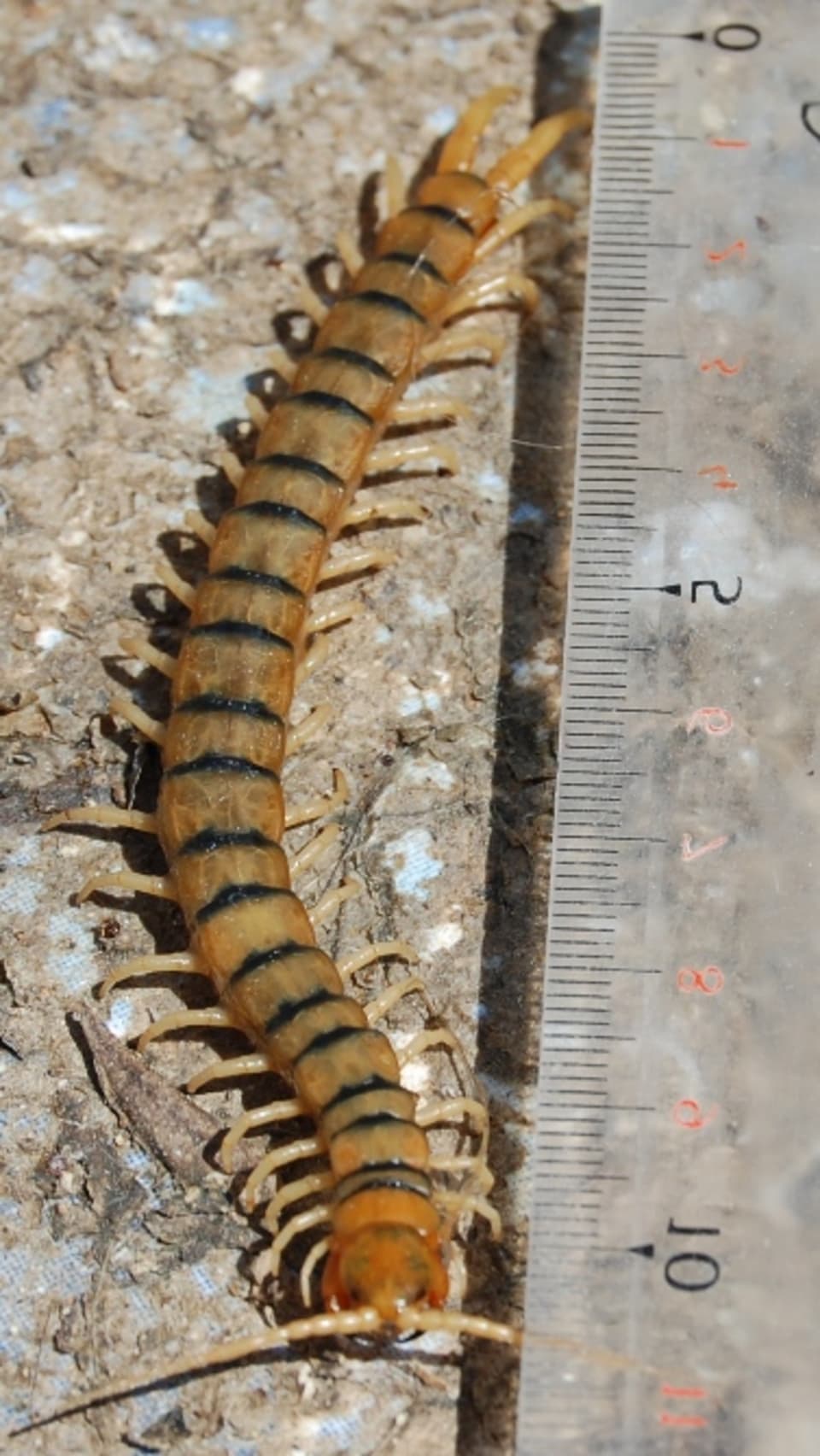 Scolopendra - Banded Centipede