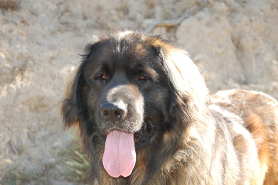 Bruno showing off his big tongue