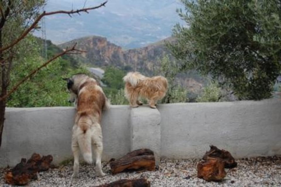 Khumbu & Tapa watching the rabbit