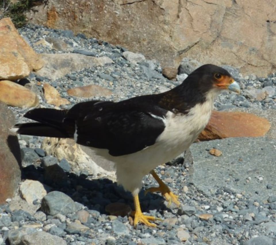White-throated Caracara