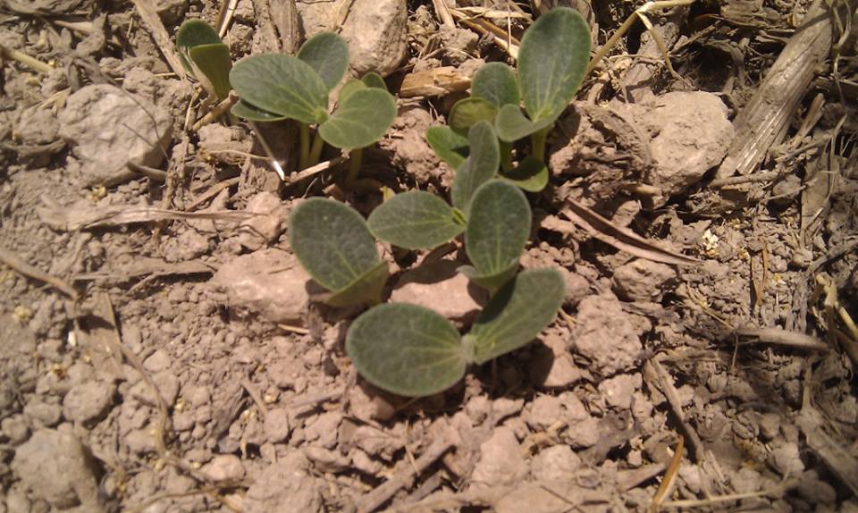 This is what the pumpkin and squash looked like on June 21st