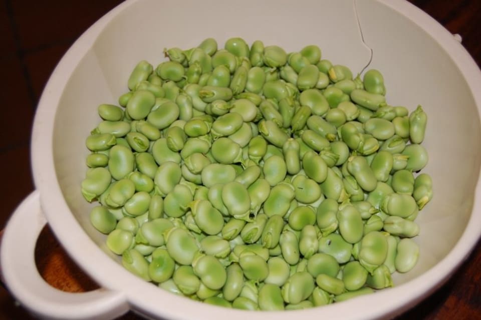 We grew a never ending supply of Habas during the winter/spring