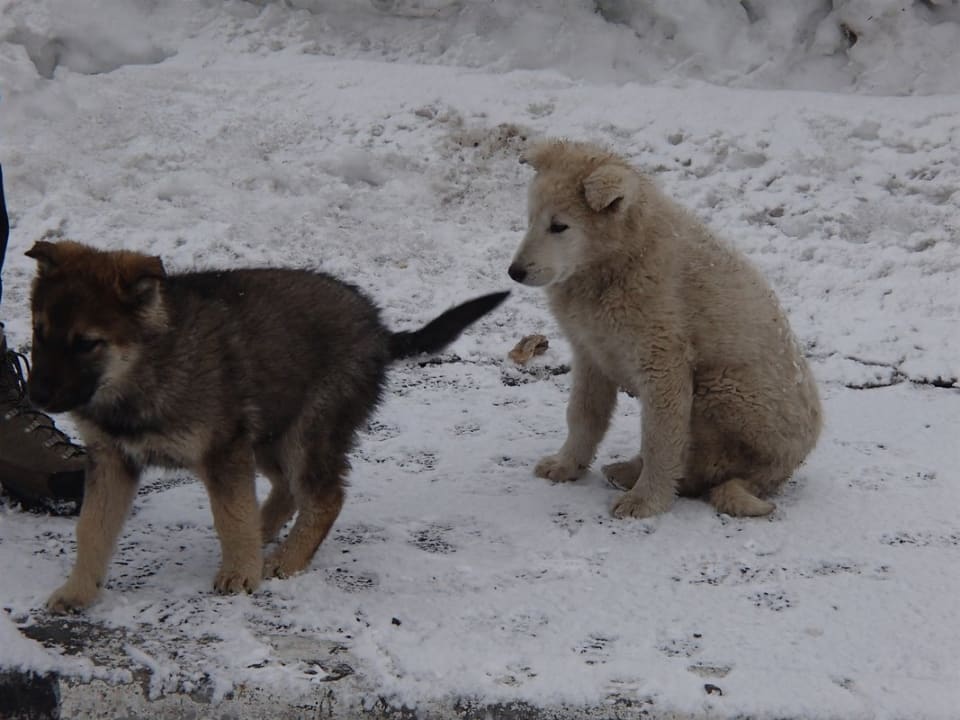 Puppies