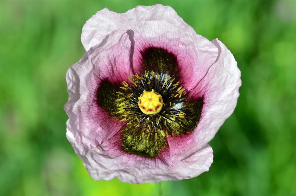 Poppy